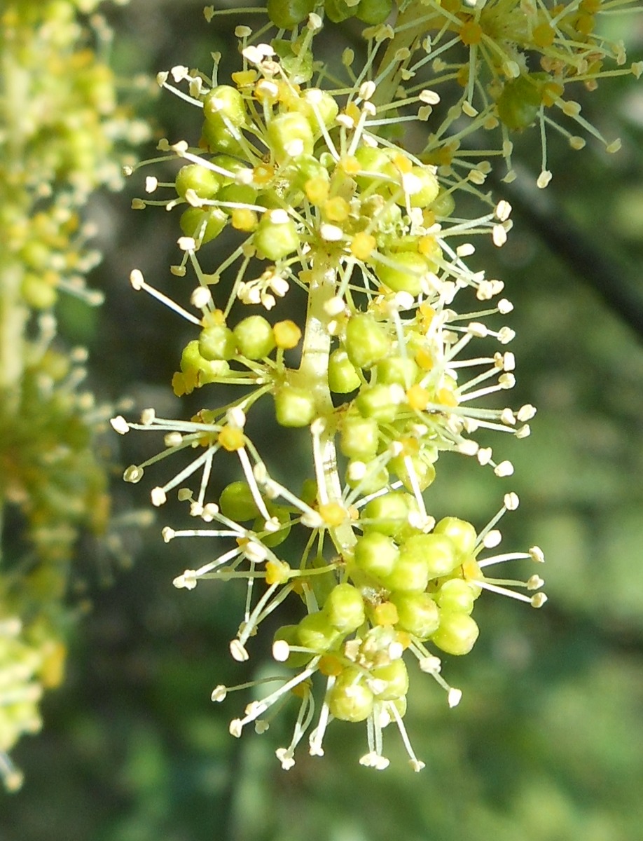 Vitis vinifera subsp. sylvestris / Vite comune (Vitales - Vitaceae)